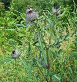 Cirsium polonicum. Верхушка побега с развивающимися соцветиями. Тульская обл., Заокский р-н, окр. села Бёхово, берег р. Ока. Июль 2019 г.