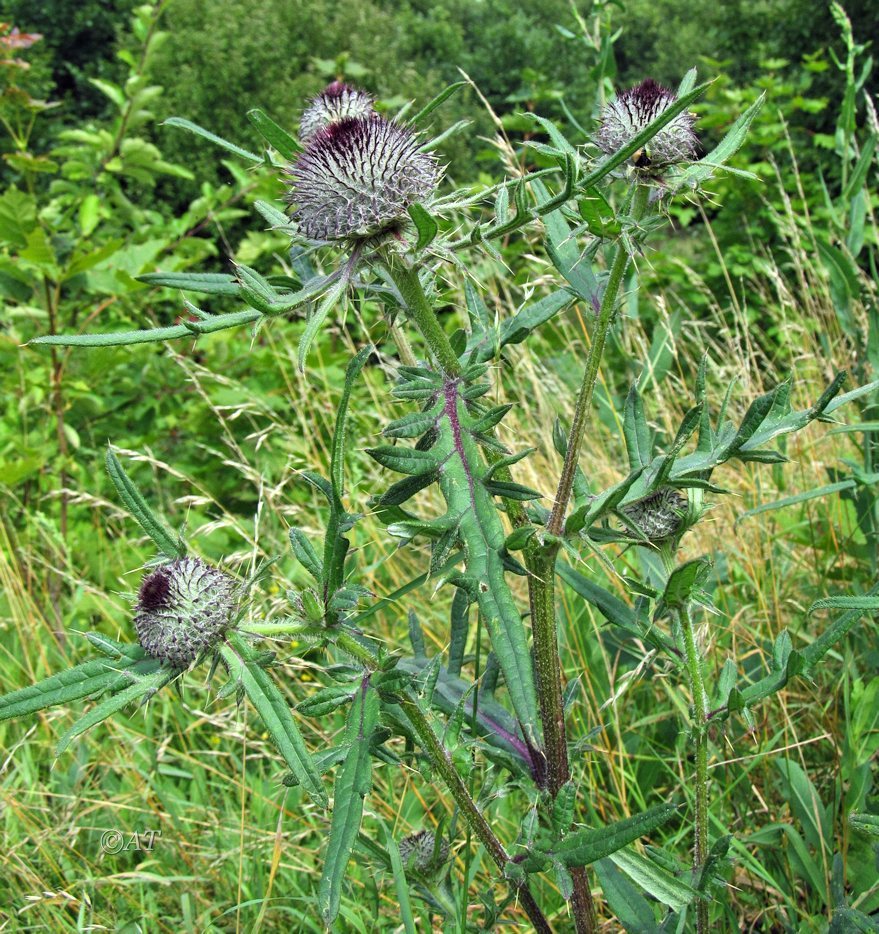 Изображение особи Cirsium polonicum.