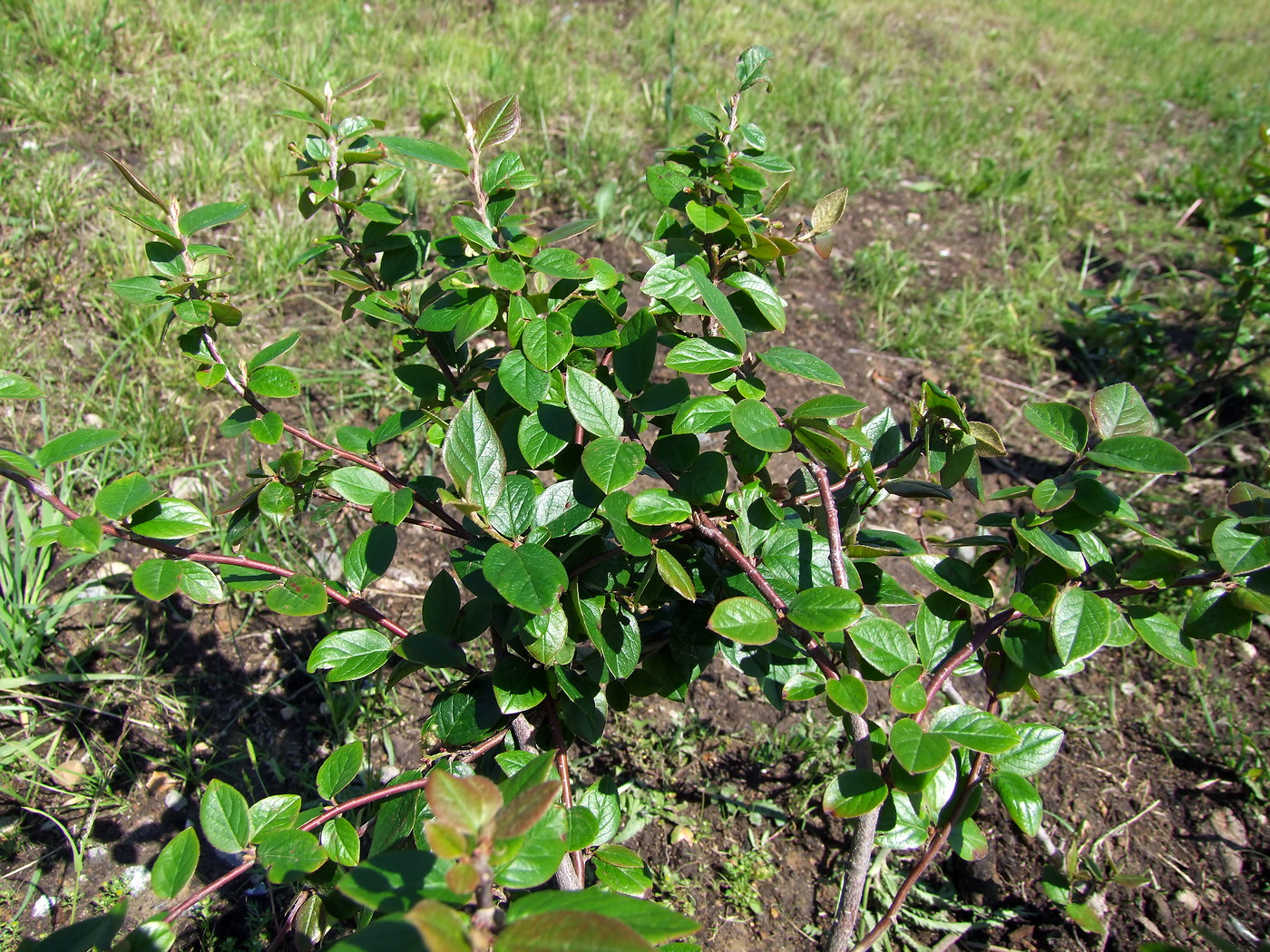 Image of Cotoneaster lucidus specimen.