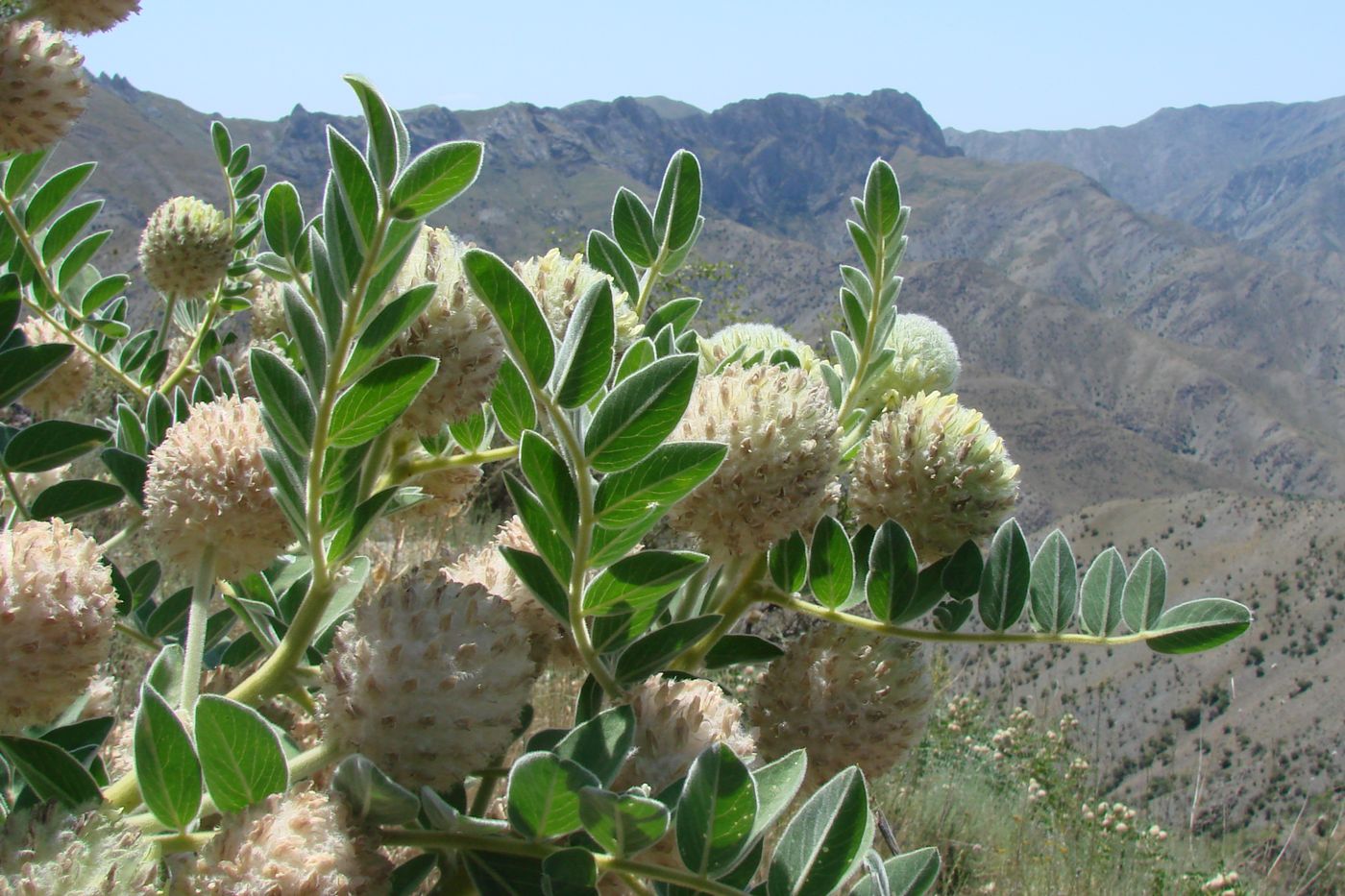 Image of Astragalus eximius specimen.