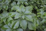 Pachysandra terminalis