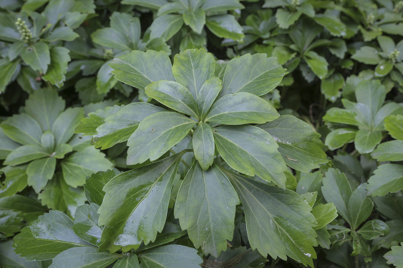 Изображение особи Pachysandra terminalis.