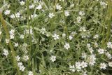 Stellaria dichotoma