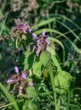 Lamium purpureum. Верхушка цветущего растения. Крым, Караларский природный парк, бухта Шелковица, степной склон. 07.05.2021.