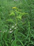 Solidago gigantea