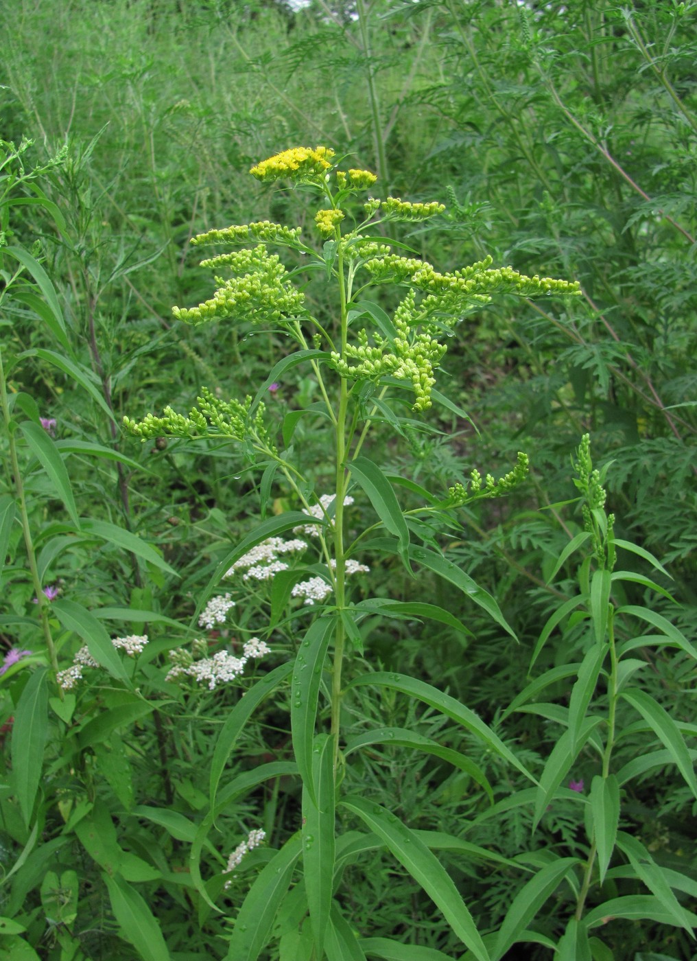 Изображение особи Solidago gigantea.