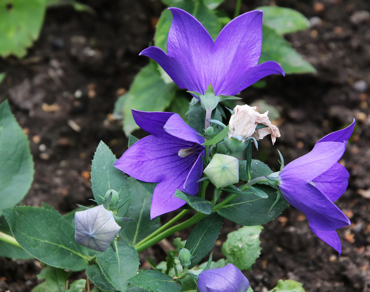 Image of Platycodon grandiflorus specimen.