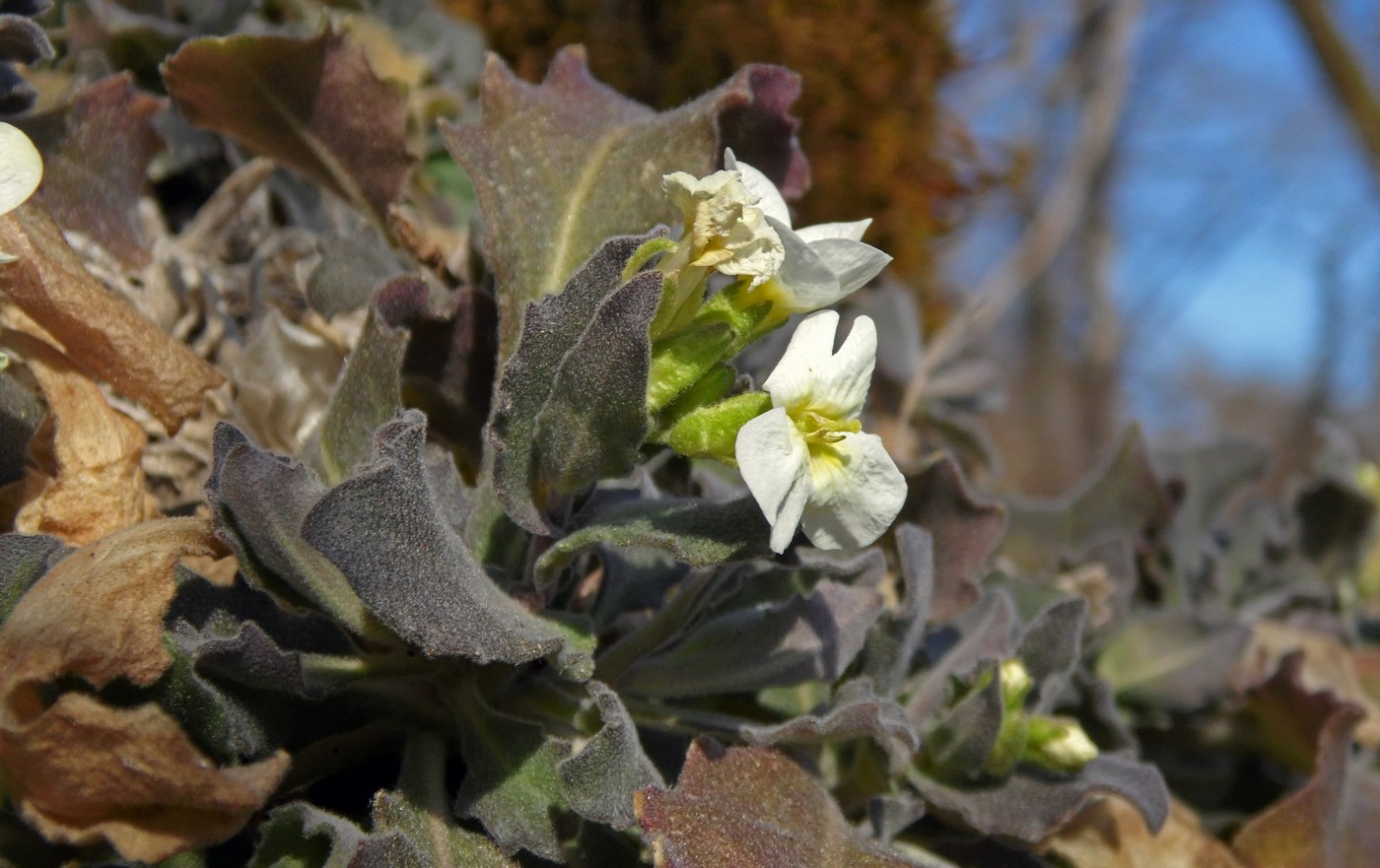 Изображение особи Arabis caucasica.