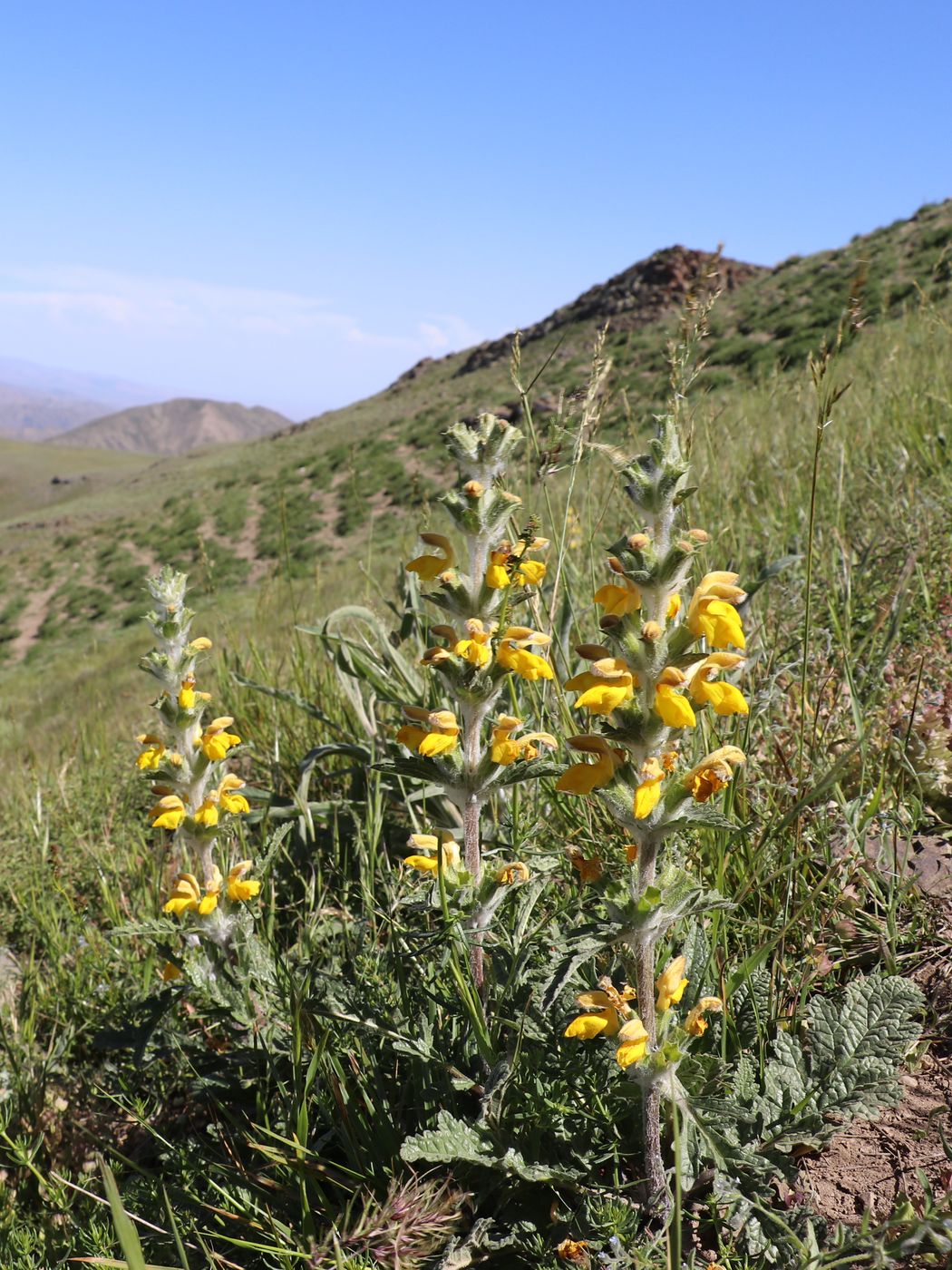 Изображение особи Phlomoides ambigua.