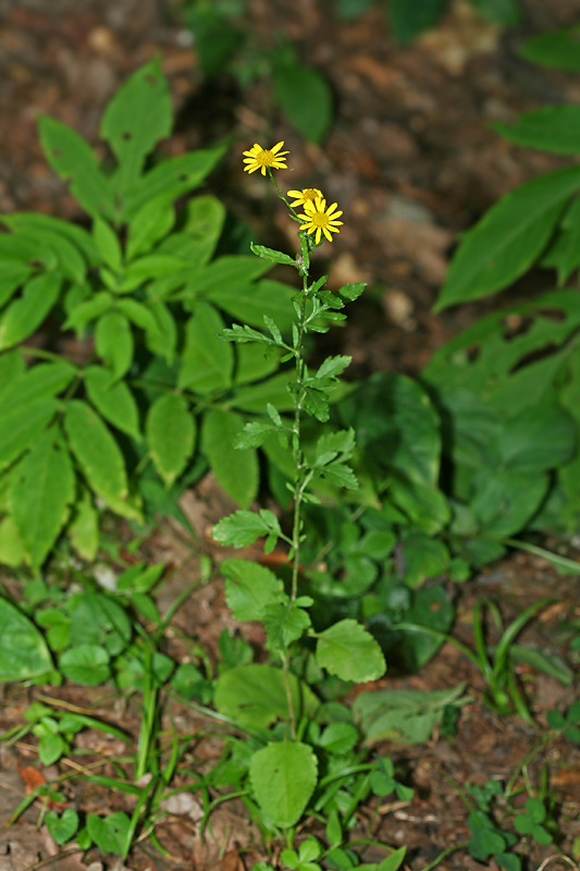 Изображение особи Senecio erraticus.