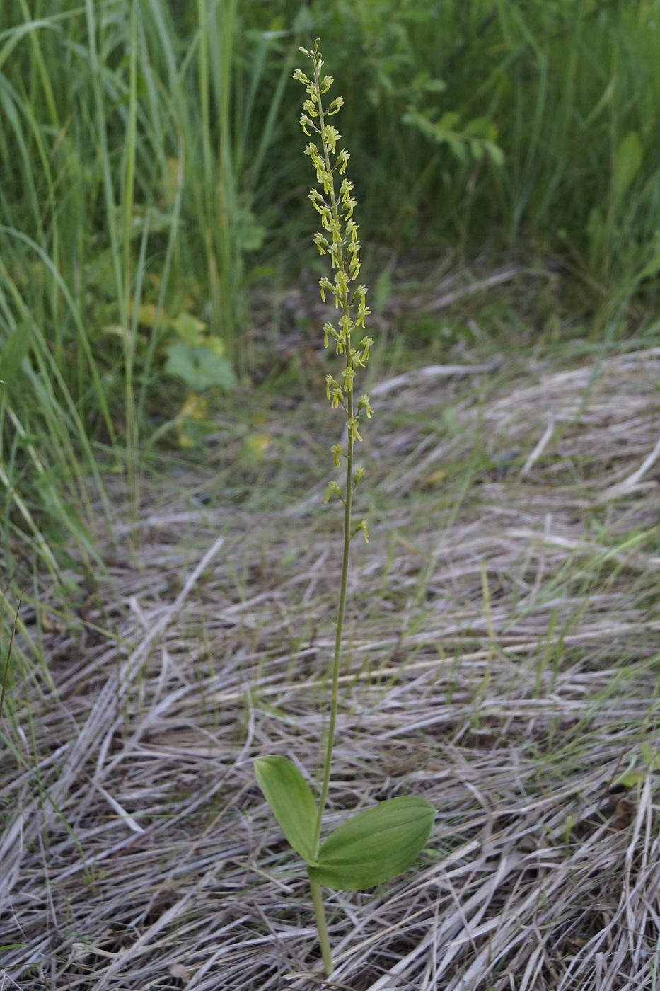 Изображение особи Listera ovata.