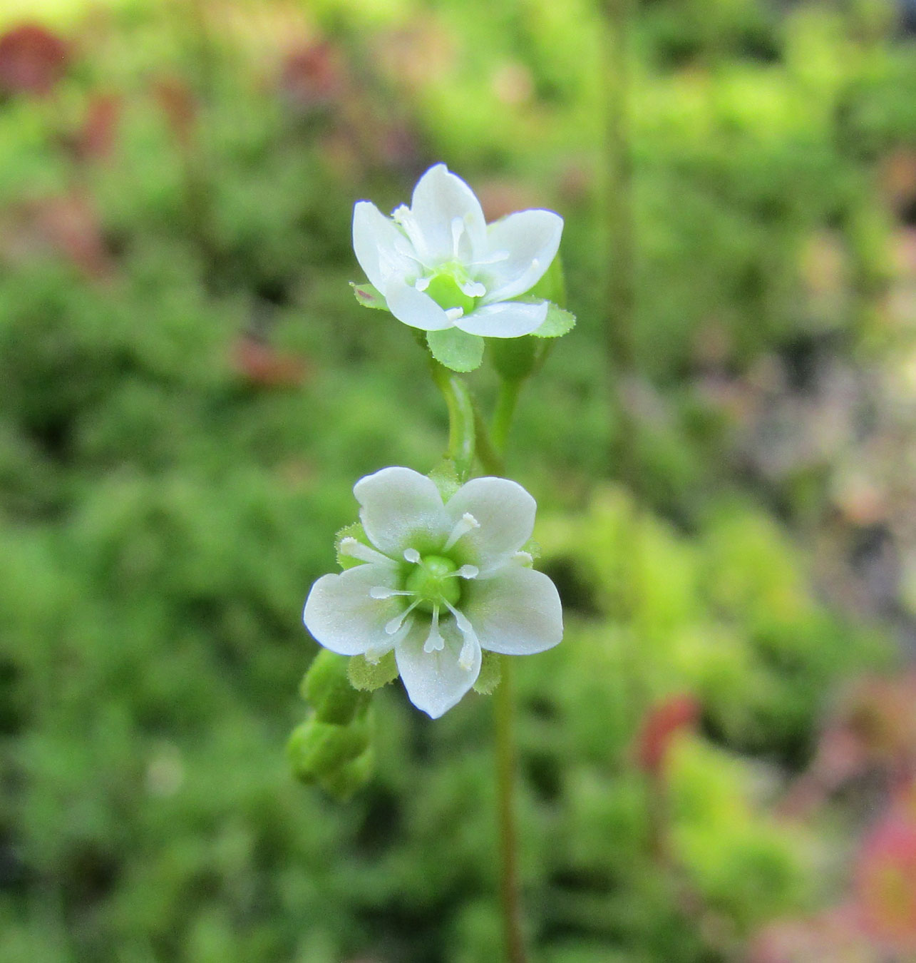 Image of Drosera rotundifolia specimen.