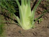 Foeniculum vulgare