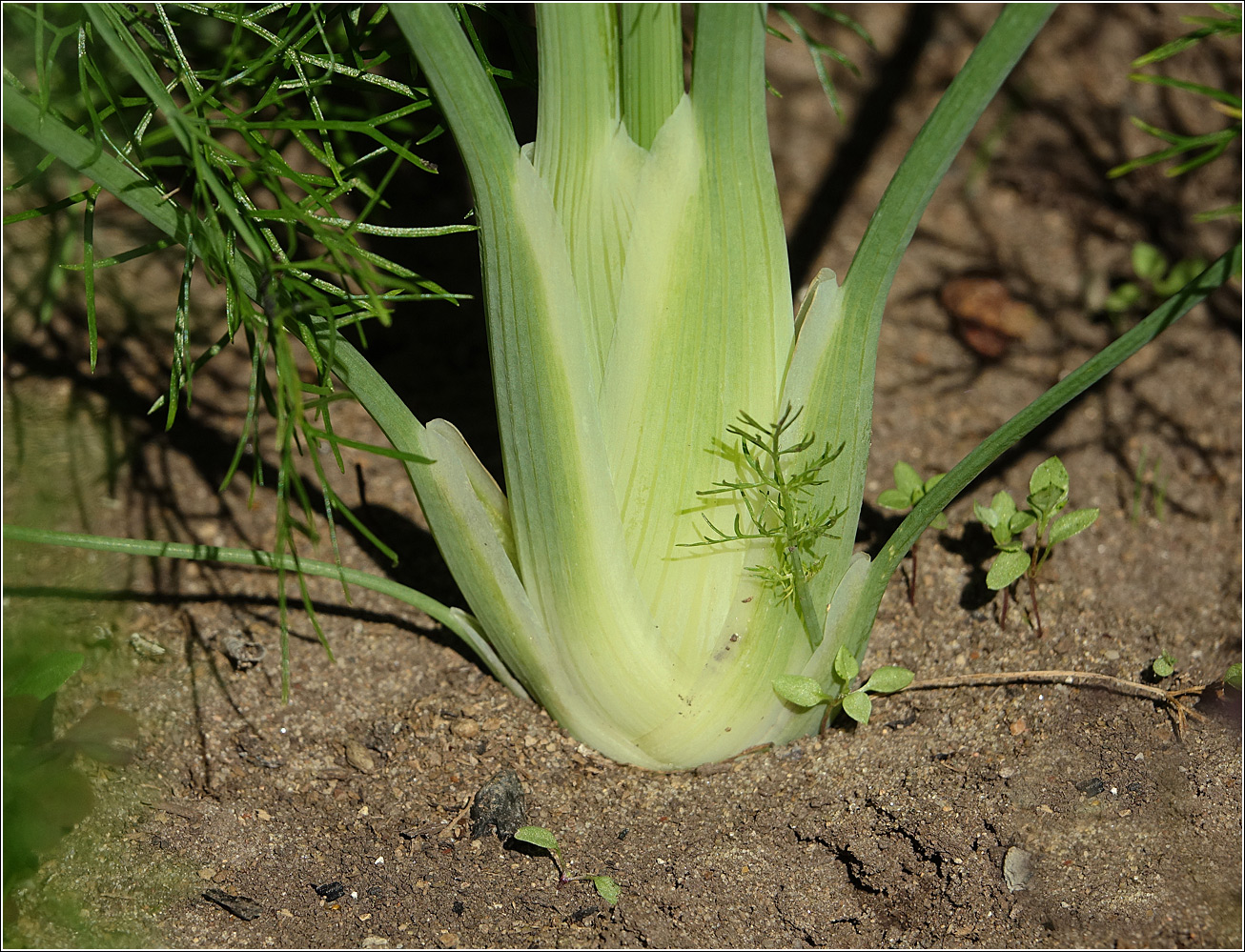 Изображение особи Foeniculum vulgare.