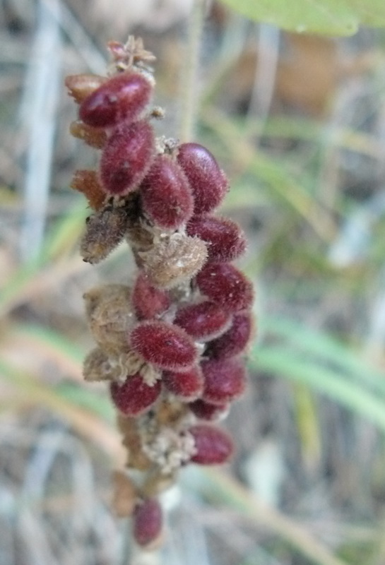 Image of Rhus coriaria specimen.