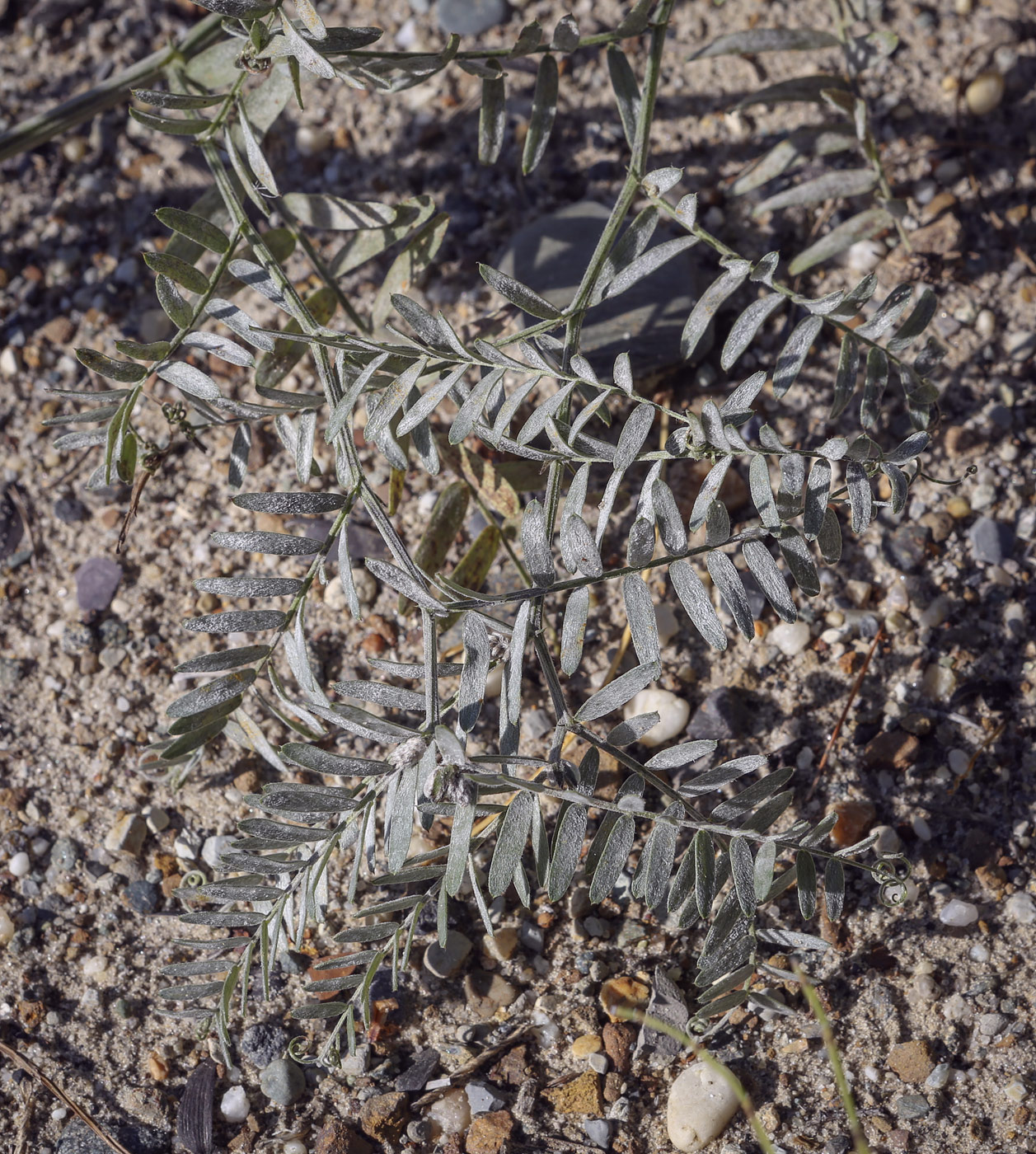 Изображение особи Vicia cracca.