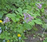 Corydalis подвид aegopodioides