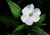 Impatiens hawkeri