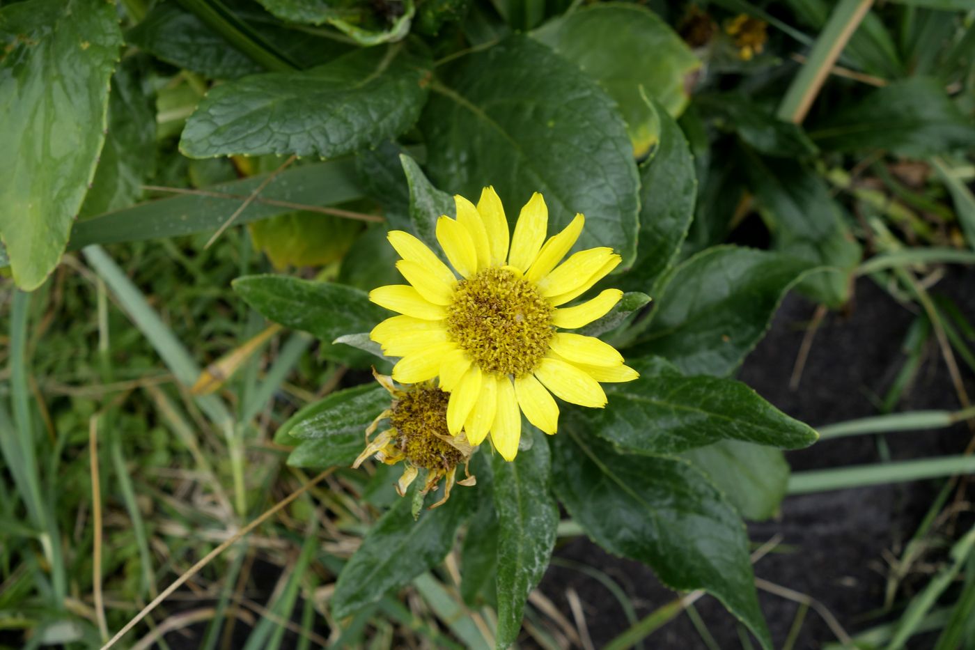 Изображение особи Senecio pseudoarnica.