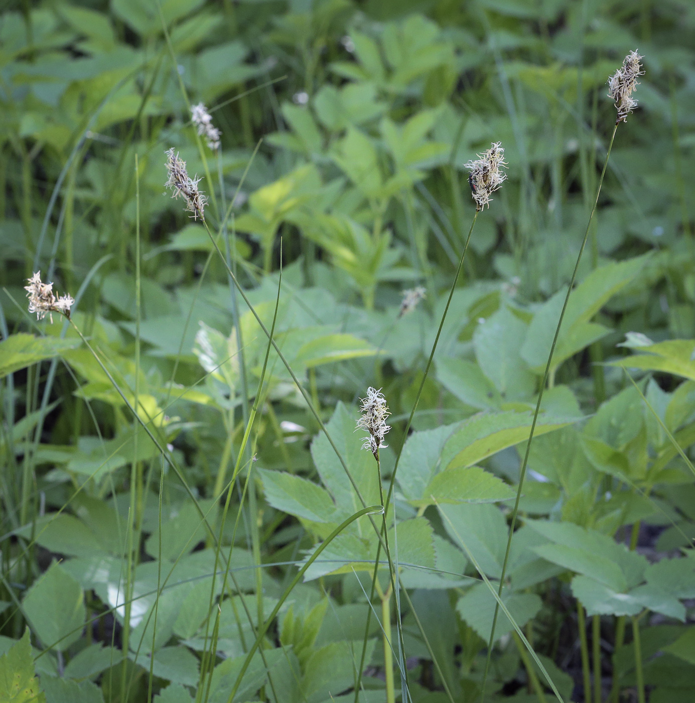 Image of Carex praecox specimen.