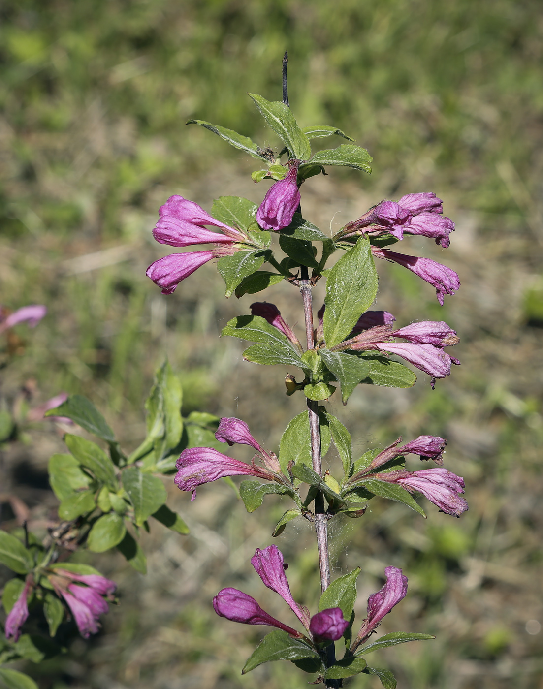 Image of genus Weigela specimen.