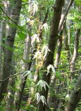 Atragene sibirica. Цветущее растение. Якутия, Мирнинский р-н, окр. пос. Светлый, прибрежная лесная зона р. Вилюй. 21.06.2009.