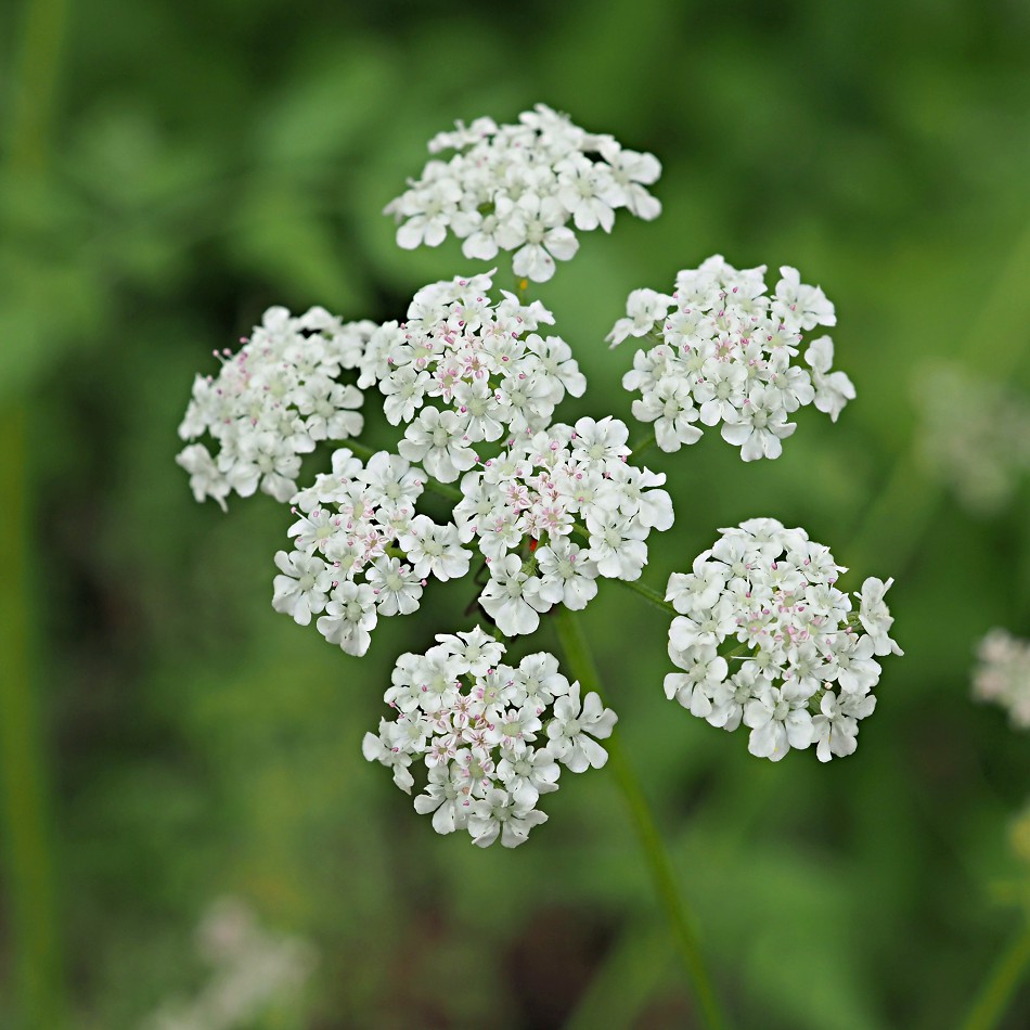 Image of Torilis japonica specimen.