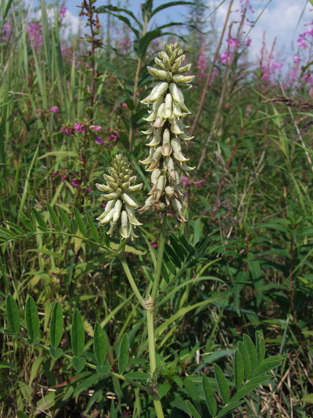 Изображение особи Astragalus uliginosus.