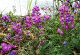 Oxytropis brevicaulis