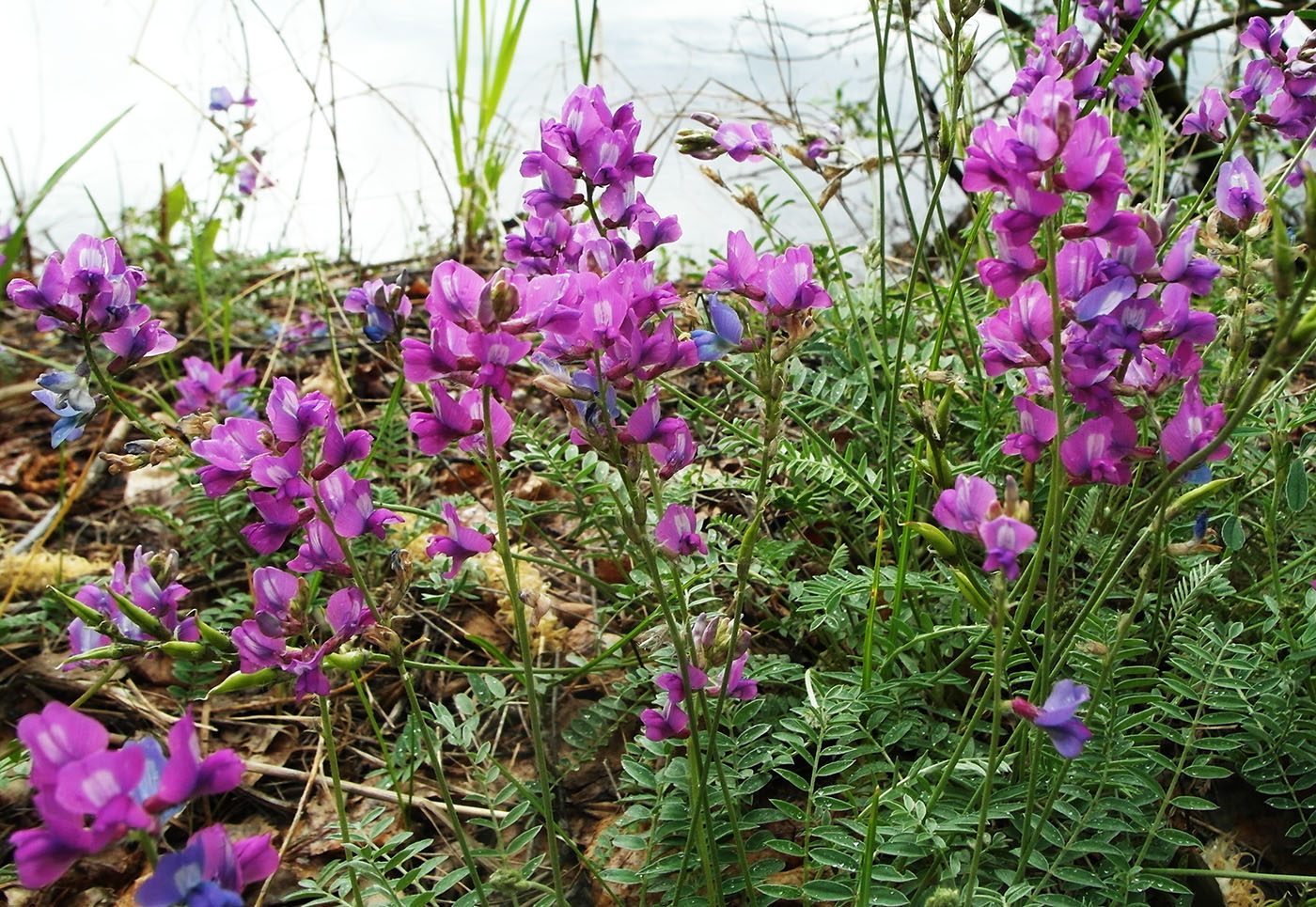 Image of Oxytropis brevicaulis specimen.