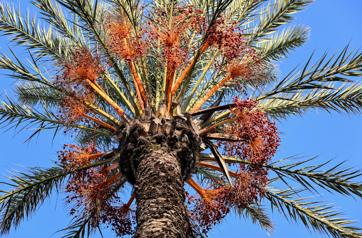 Изображение особи Phoenix dactylifera.