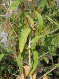 Epilobium hirsutum