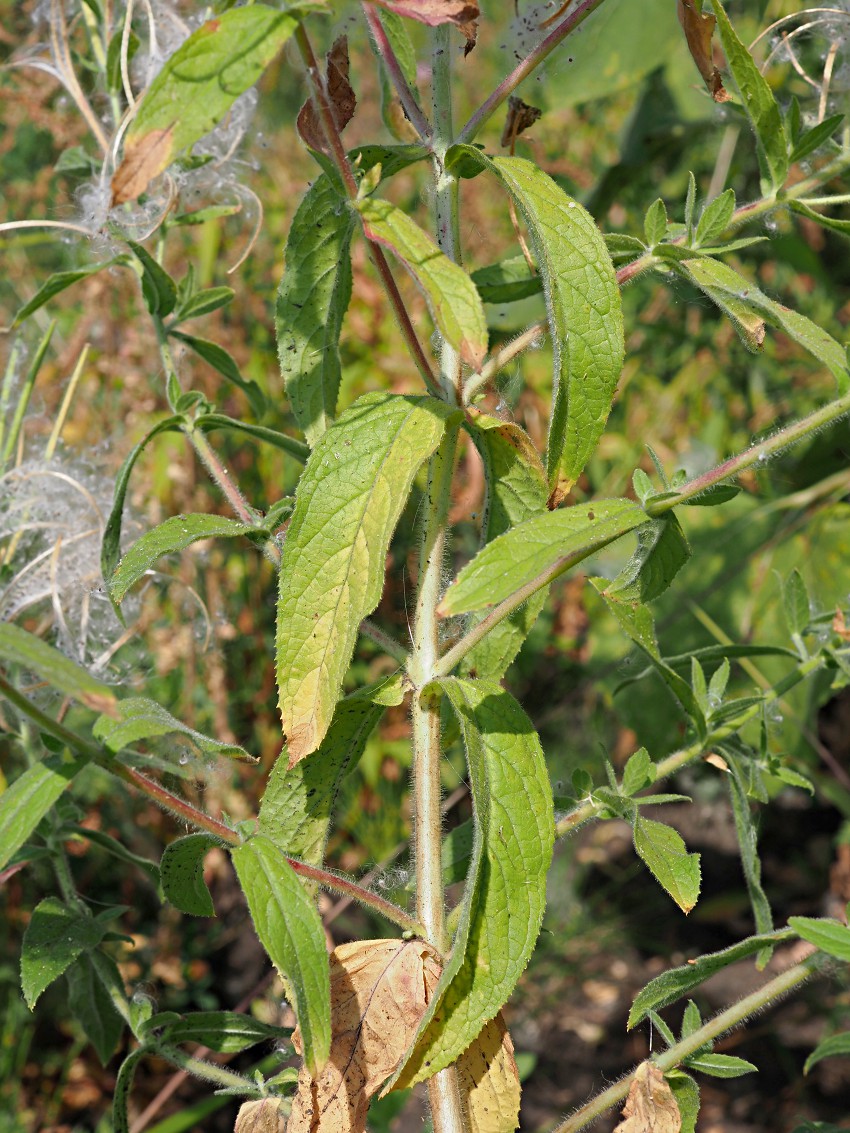 Image of Epilobium hirsutum specimen.