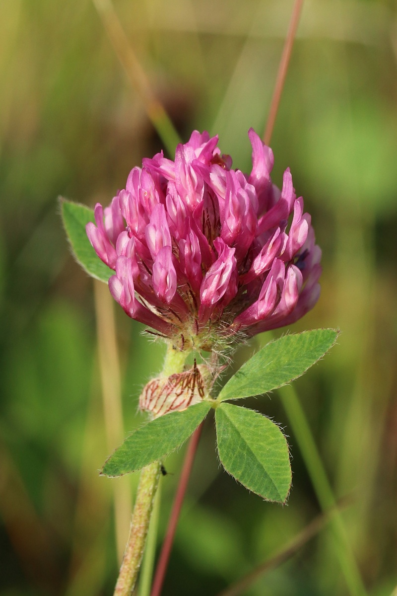 Изображение особи Trifolium pratense.