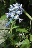 Corydalis elata