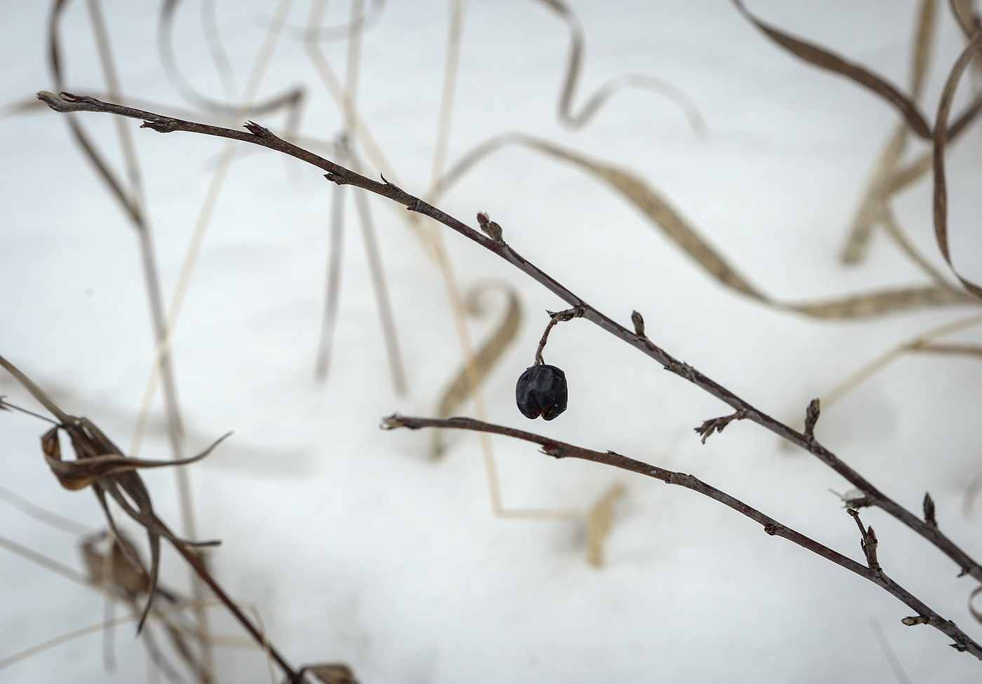 Image of Cotoneaster melanocarpus specimen.