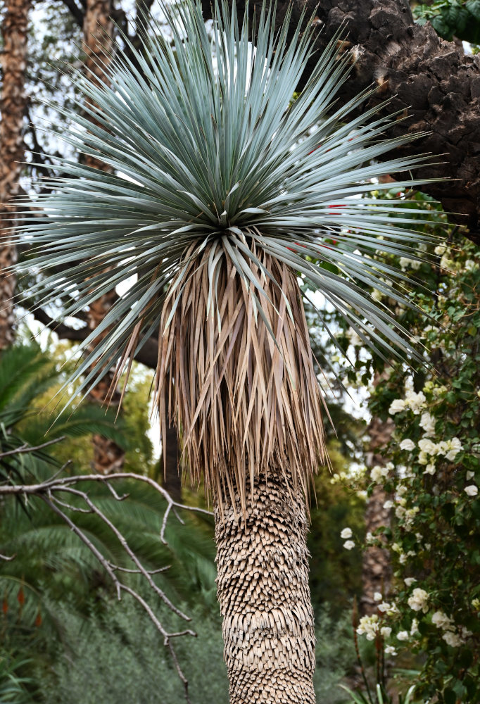 Image of Yucca rostrata specimen.