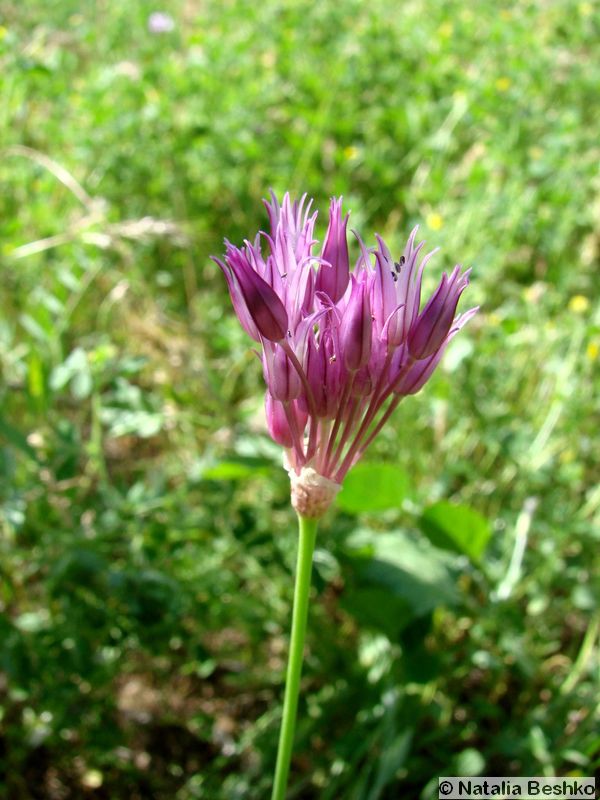 Image of Allium xiphopetalum specimen.