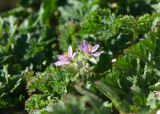 Erodium moschatum