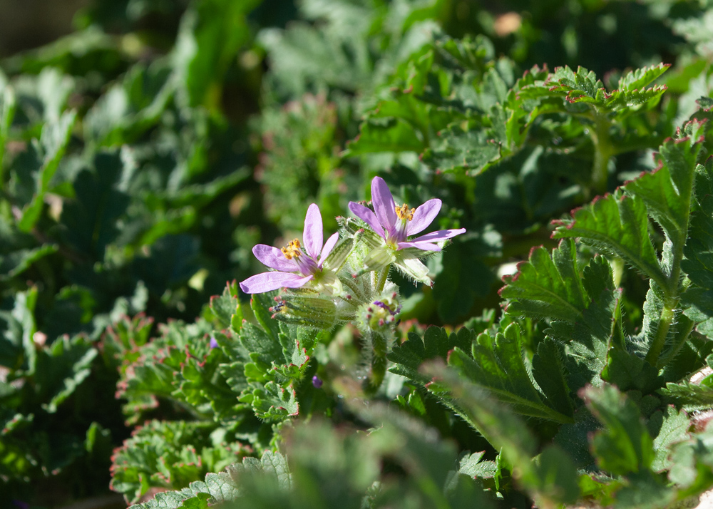 Image of Erodium moschatum specimen.