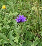 Campanula trautvetteri