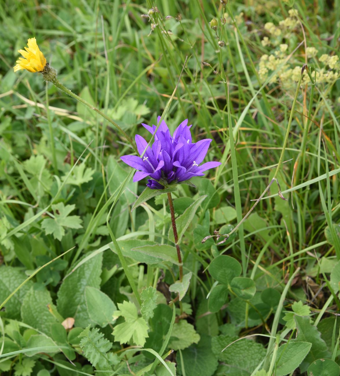 Image of Campanula trautvetteri specimen.