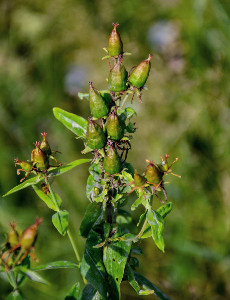 Image of Hypericum gebleri specimen.