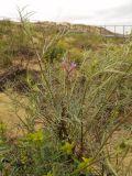 Astragalus brachylobus