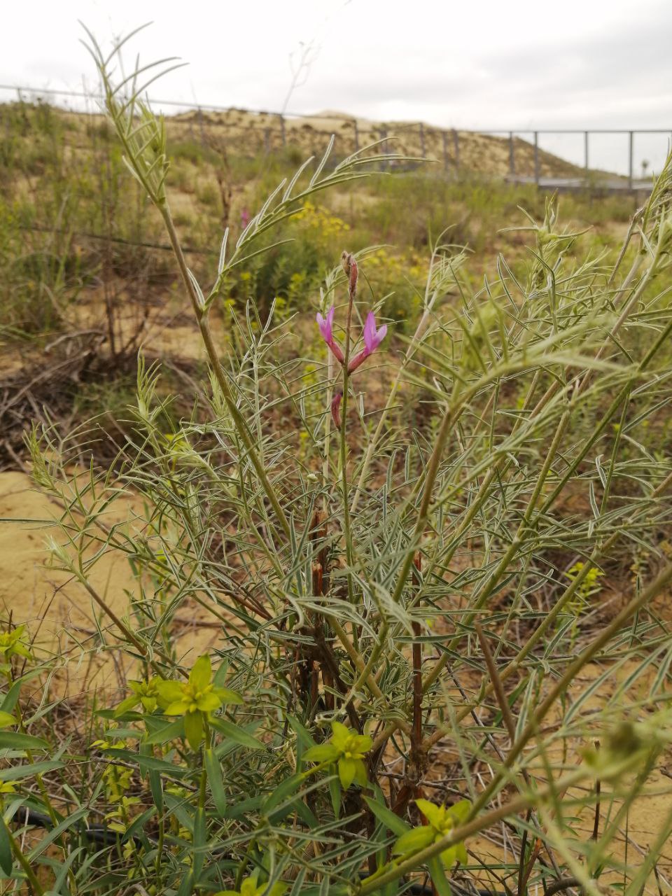 Изображение особи Astragalus brachylobus.