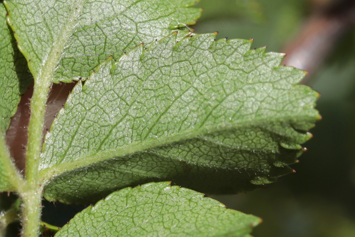 Image of Rosa andegavensis specimen.