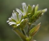 Cerastium holosteoides. Цветок и завязавшийся плод. Приморский край, г. Владивосток, о. Русский, кампус ДВФУ. 03.06.2023.