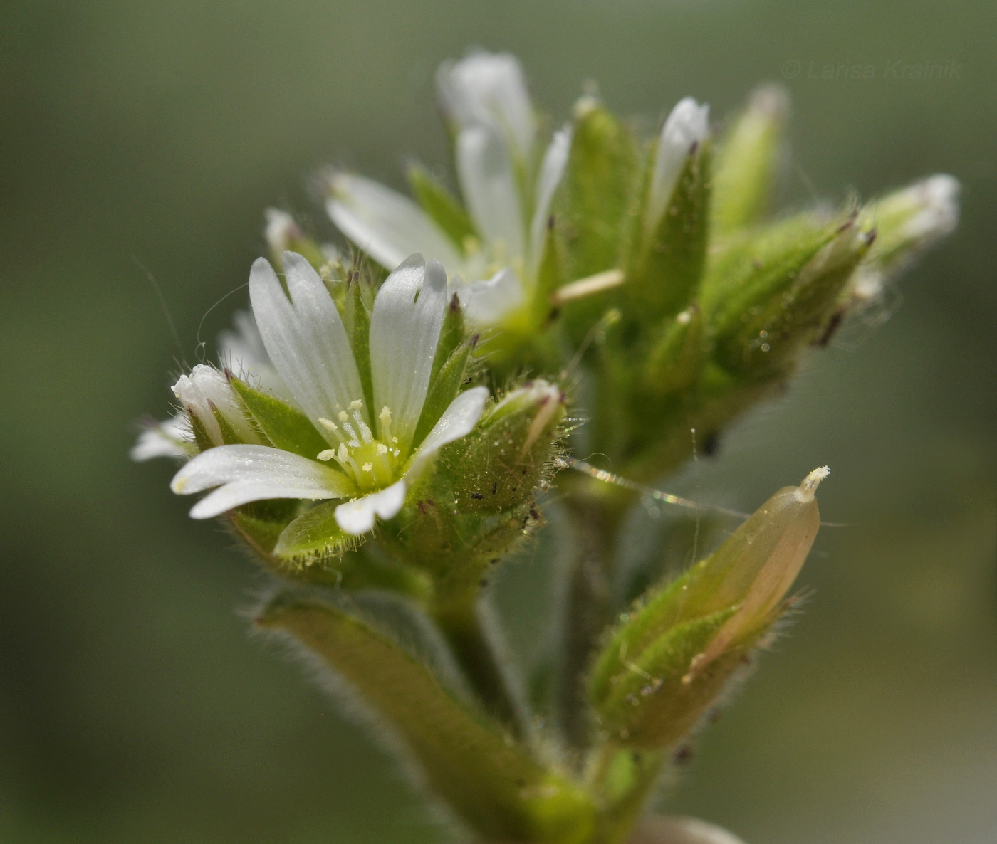 Изображение особи Cerastium holosteoides.