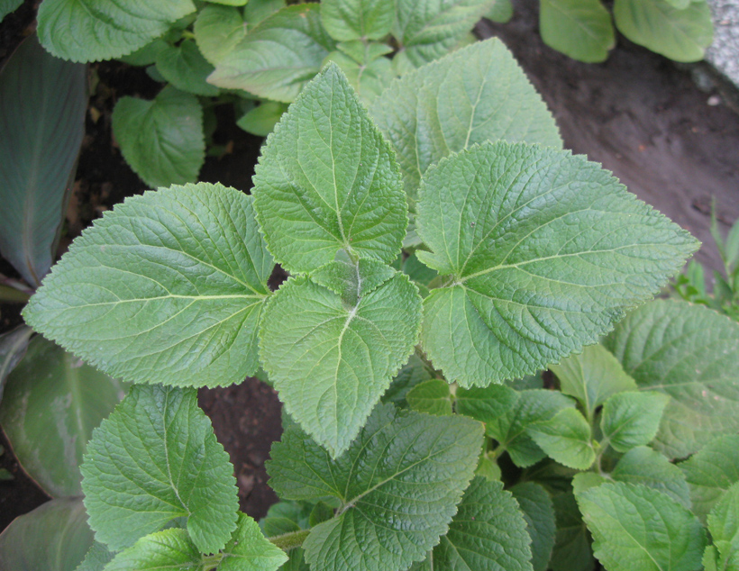 Image of Ageratum houstonianum specimen.