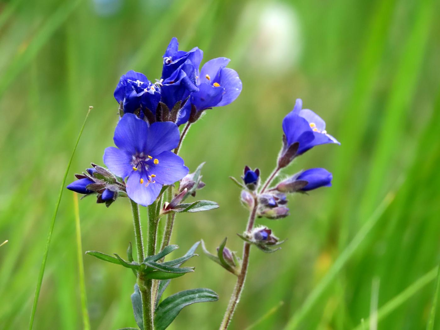 Изображение особи Polemonium caucasicum.